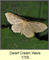 Dwarf Cream Wave, Idaea fuscovenosa