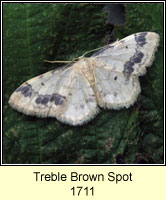 Treble Brown Spot, Idaea trigeminata