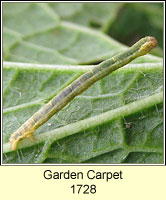 Garden Carpet, Xanthorhoe fluctuata