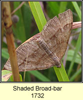 Shaded Broad-bar, Scotopteryx chenopodiata