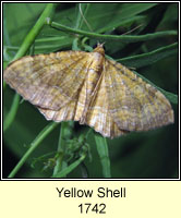 Yellow Shell, Camptogramma bilineata