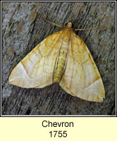 Chevron, Eulithis testata