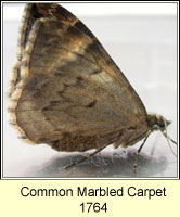 Common Marbled Carpet, Chloroclysta truncata