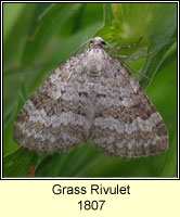 Grass Rivulet, Perizoma albulata