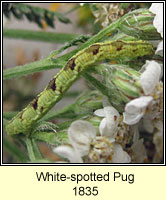 White-spotted Pug, Eupithecia tripunctaria