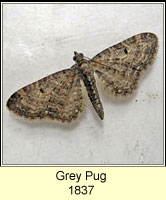 Grey Pug, Eupithecia subfuscata