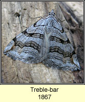 Treble Bar, Aplocera plagiata