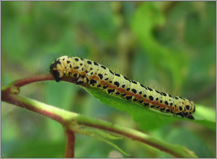 The Magpie, Abraxas grossulariata (larva)