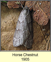 Horse Chestnut, Pachycnemia hippocastanaria