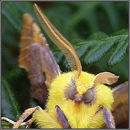 Canary-shouldered Thorn, Ennomos alniaria