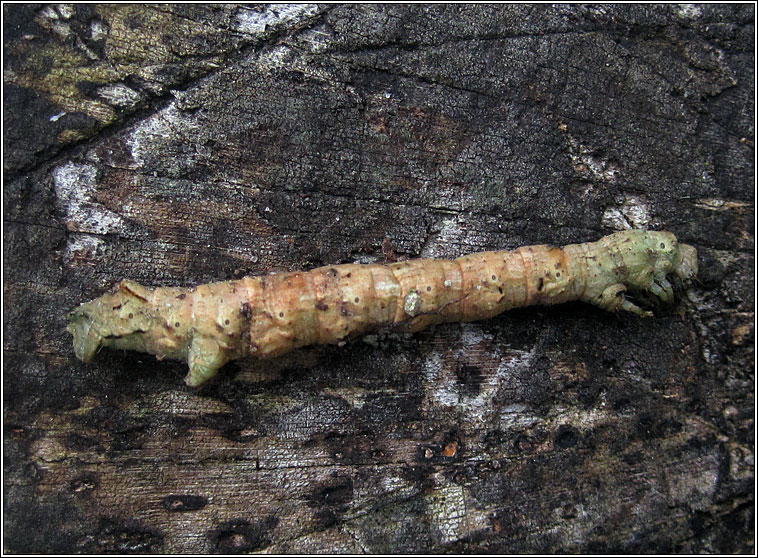 Scalloped Oak, Crocallis elinguaria, larva