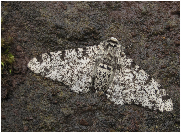 Peppered Moth, Biston betularia