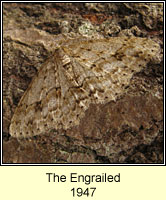 Engrailed, Ectropis bistortata