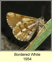 Bordered White, Bupalus piniaria