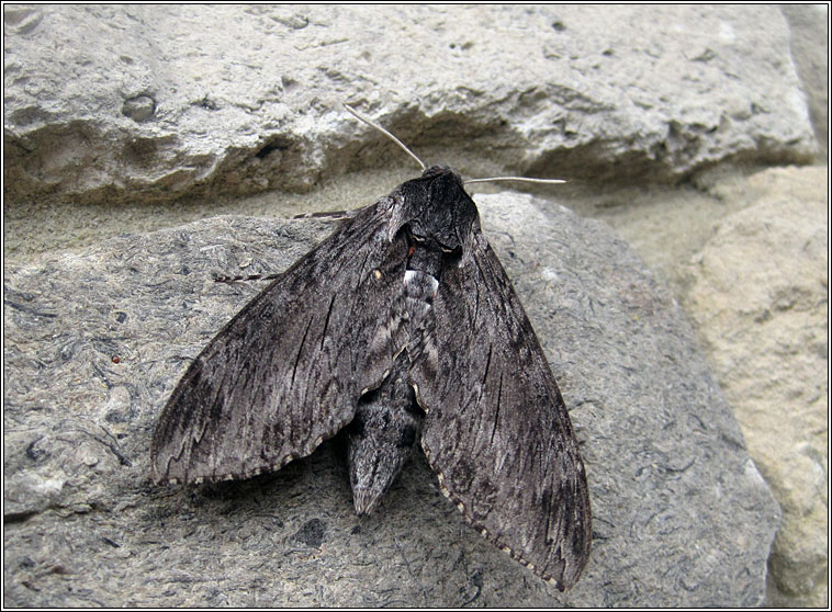 Convolvulus Hawk-moth, Agrius convolvuli