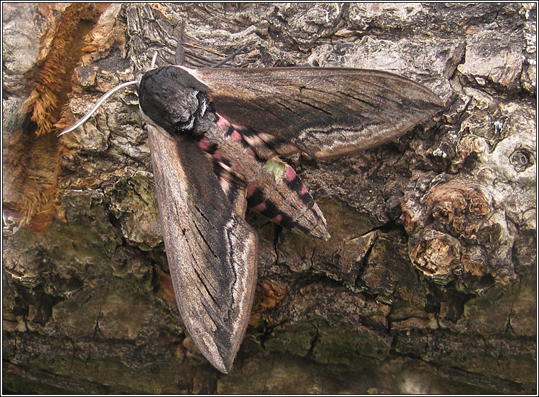 Privet Hawk-moth, Sphinx ligustri