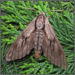 Pine Hawk-moth, Hyloicus pinastri