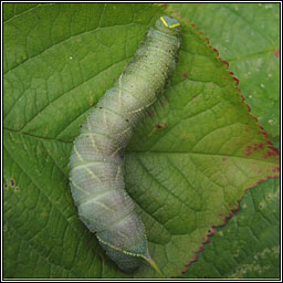 Poplar Hawk-moth, Laothoe populi