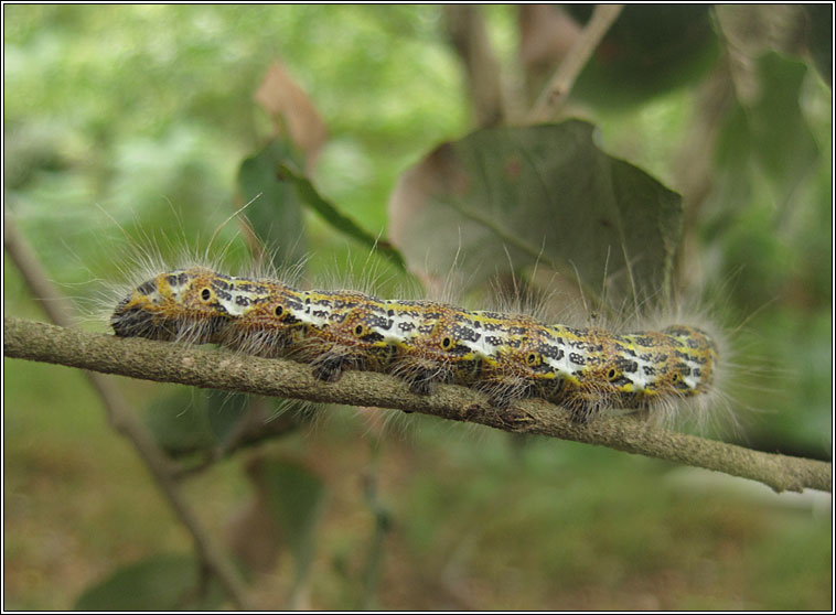Buff Tip, Phalera bucephala, larva