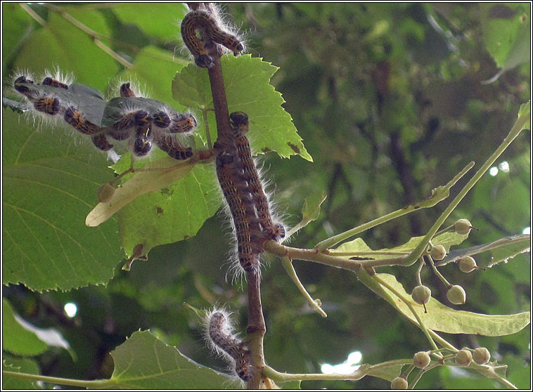 Buff Tip, Phalera bucephala, larvae