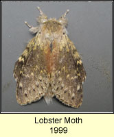 Lobster Moth, Stauropus fagi