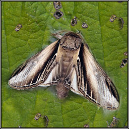 Swallow Prominent, Pheosia tremula