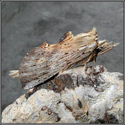 Pale Prominent, Pterostoma palpina