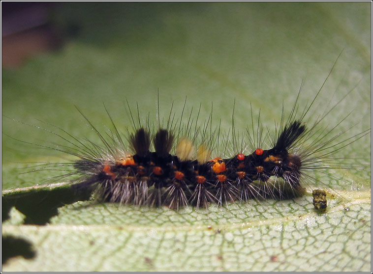 The Vapourer, Orgyia antiqua, larva