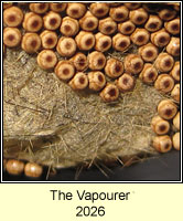The Vapourer, Orgyia antiqua eggs