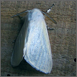 White Satin Moth, Leucoma salicis