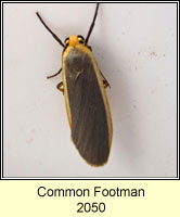 Common Footman, Eilema lurideola