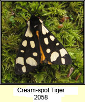 Cream-spot Tiger, Arctia villica