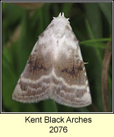 Kent Black Arches, Meganola albula