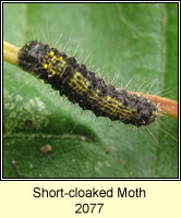 Short-cloaked Moth, Nola cucullatella