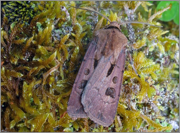 Heart and Dart, Agrotis exclamationis