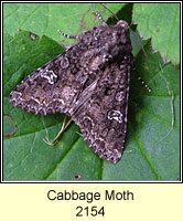 Cabbage Moth, Mamestra brassicae