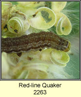 Red-line Quaker, Agrochola lota