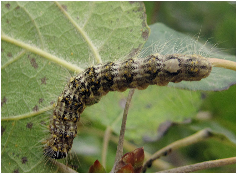 Poplar Grey, Acronicta megacephala, larva