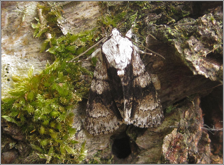 Alder Moth, Acronicta alni