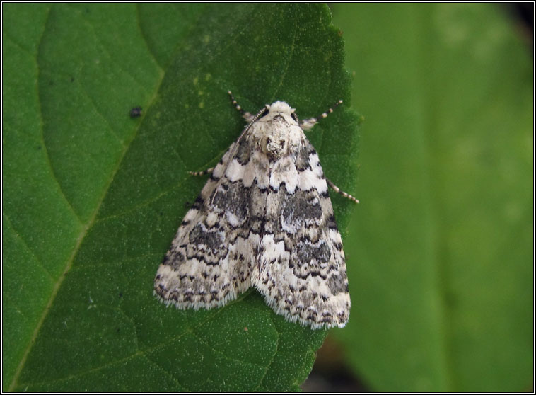 Marbled Beauty, Cryphia domestica