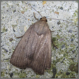 Mouse Moth, Amphipyra tragopoginis