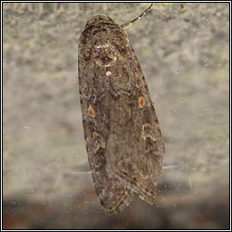 Small Mottled Willow, Spodoptera exigua
