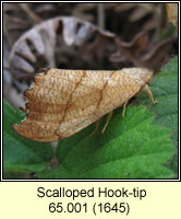 Scalloped Hook-tip, Falcaria lacertinaria