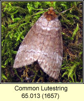 Common Lutestring, Ochropacha duplaris