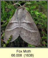 Fox Moth, Macrothylacia rubi