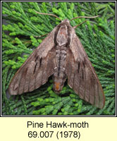 Pine Hawk-moth, Hyloicus pinastri