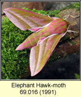 Elephant Hawk-moth, Deilephila elpenor