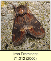 Iron Prominent, Notodonta dromedarius