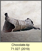 Chocolate-tip, Clostera curtula