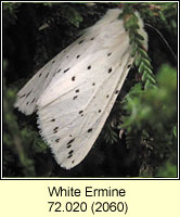 White Ermine, Spilosoma lubricipeda